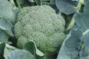 Hojas de Brócoli: Descubre Sus Beneficios, Usos Medicinales y Recetas para una Salud Óptima